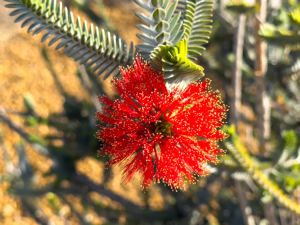 Rote Blüte der Barrens Regelia - Regelia velutina