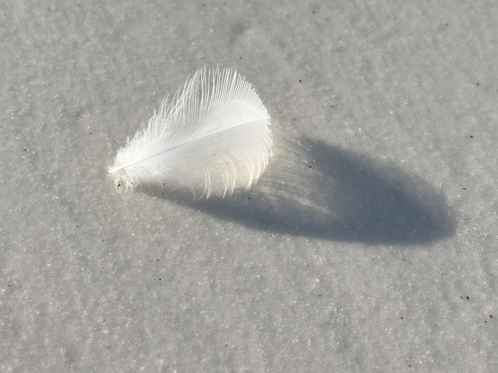 Eine einsame Feder im weissen Sand