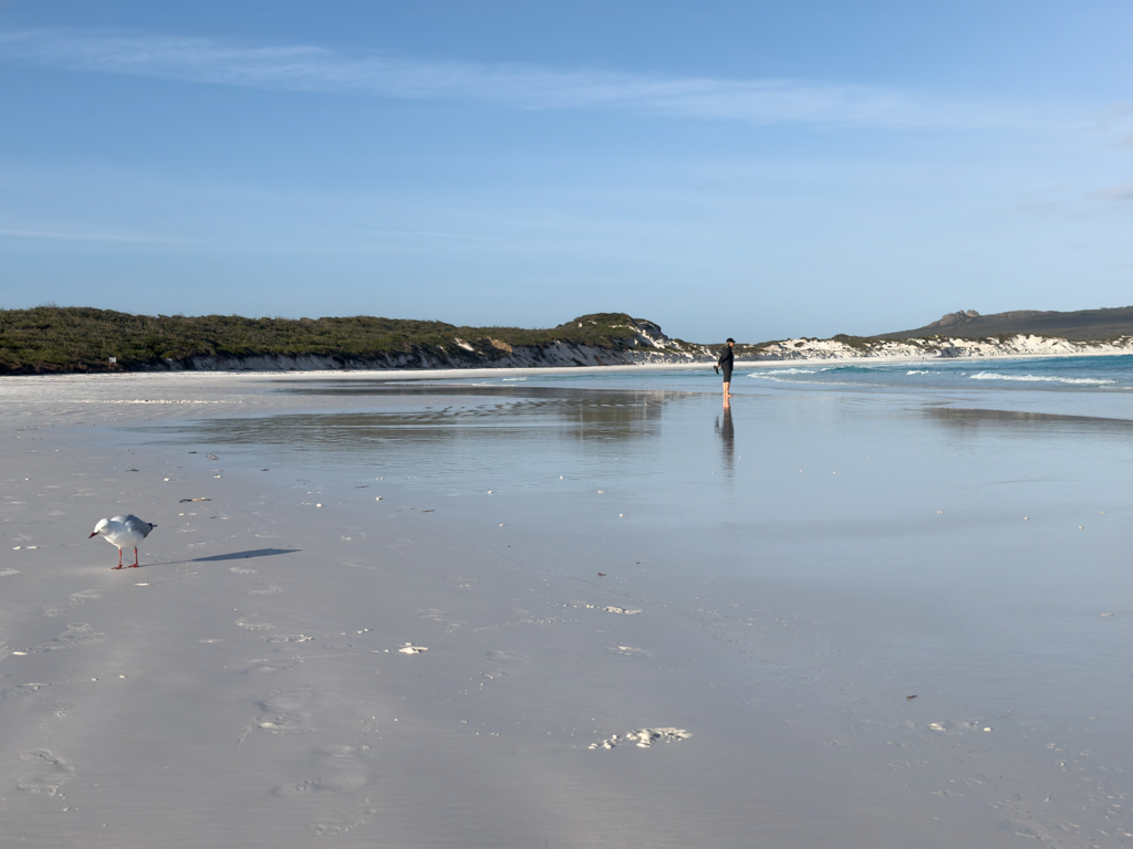Es ist windig in der Lucky Bay. Die Möwe duckt sich tief