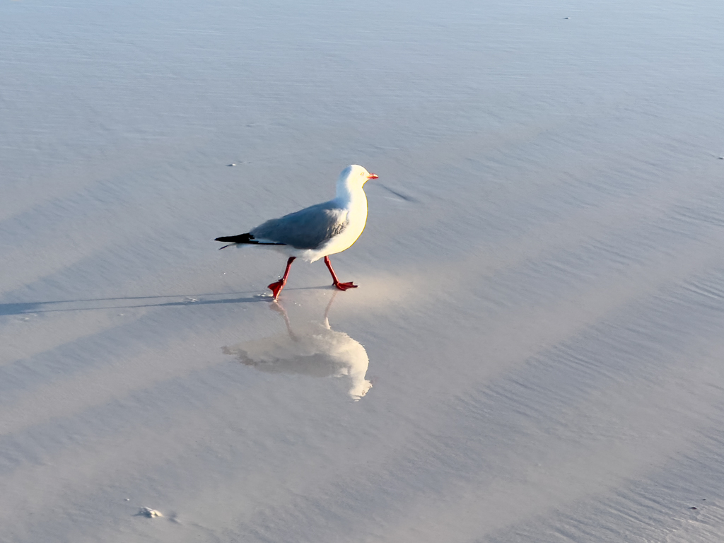 Auch die Möwe spiegelt sich im Sand