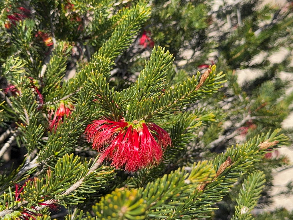 Rote Blüte eines "one-sided bottlebrush" - Calothamnus quadrifidus