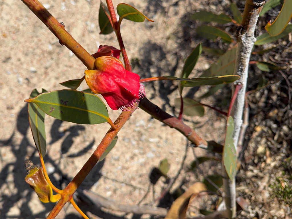 Im Querschnitt quadratische, hervorstehend geflügelte Frucht eines Vierflügeligen Eukalyptus -Eucalyptus tetraptera