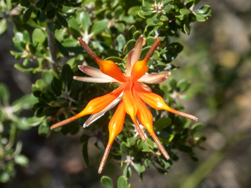 Die Blüte einer Noongar Chittick, rote Lambertia - Lambertia inermis
