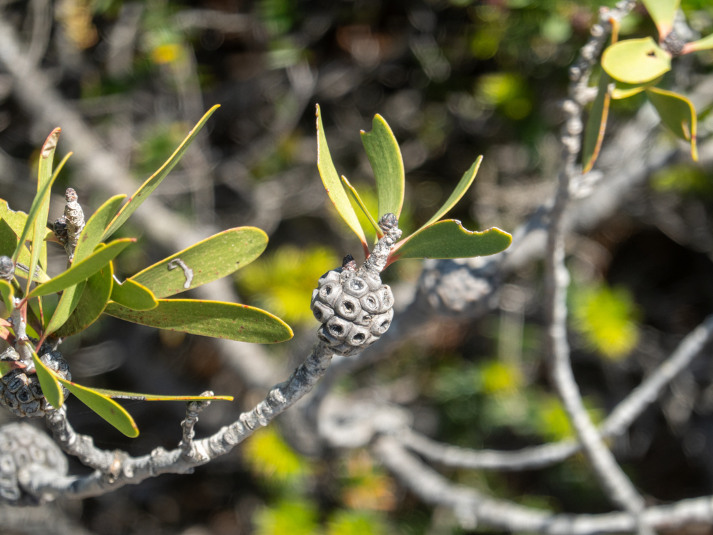 Verholzte Frucht einer Melaleuca globifera