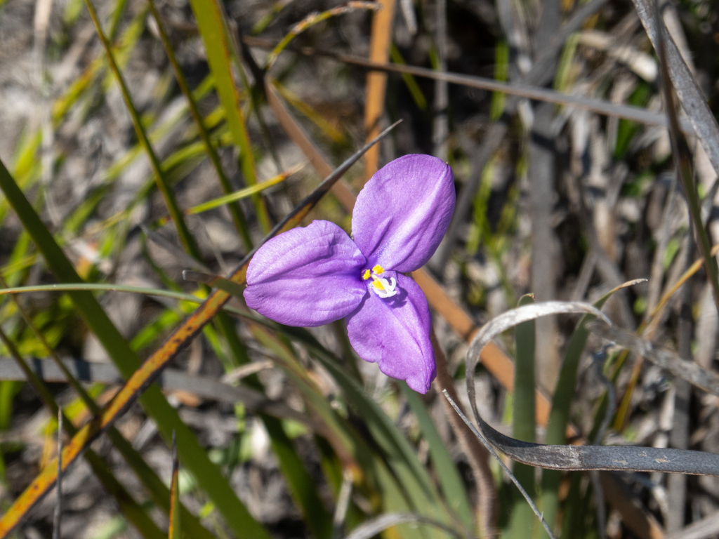 Blüte der australischen Schwertlilie oder nativen Iris - Patersonia occidentalis