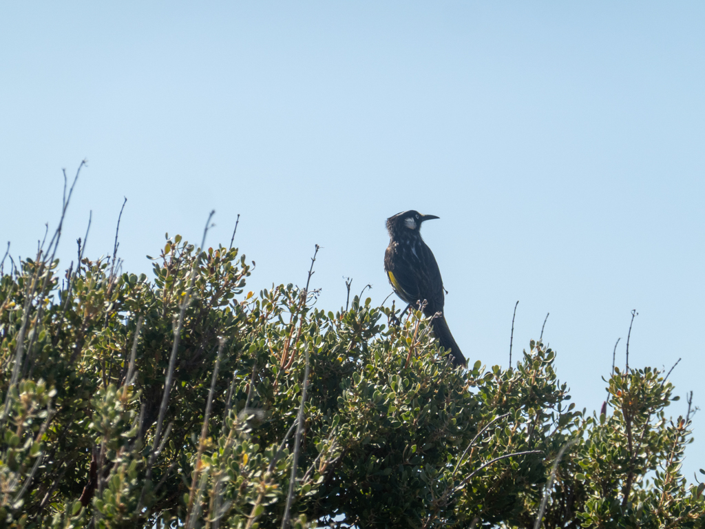 Holland Honeyeater - Phiylidonyris novaehollandiae