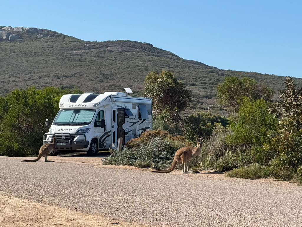 Kängurus streifen durch den Campground