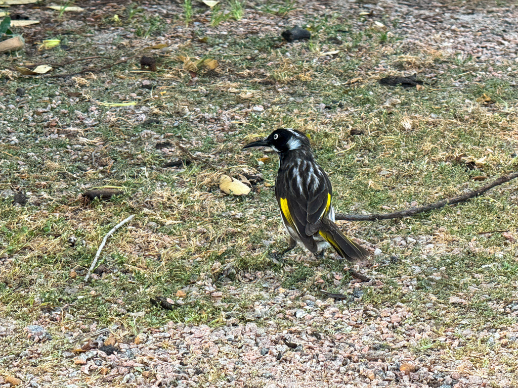 Ein Holland Honeyeater - Phiylidonyris novaehollandiae - stolziert umher
