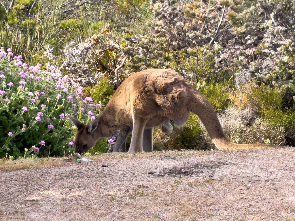 Ein Känguru-Männchen frisst friedlich am frühen Morgen