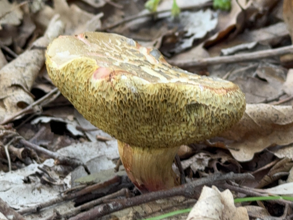 Nicht mehr ganz frischer Rotfussröhrling -Xerocomellus chrysenteron