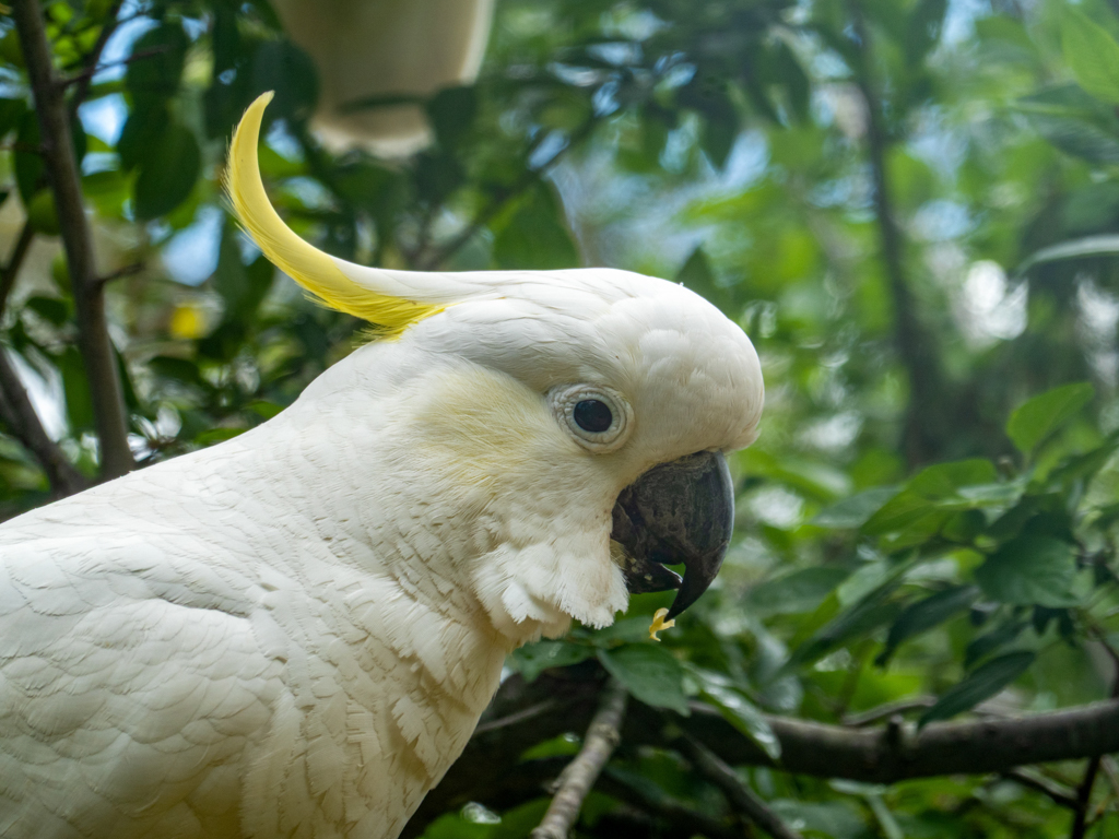 Was für eine Harmonie: Der gelbe Kamm mit dem weissen Gefieder und dem mächtigen schwarzen Schnabel...