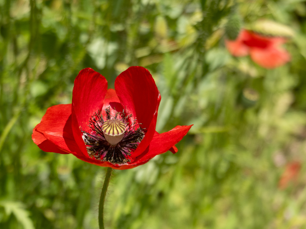 Leuchtend rote Mohnblume