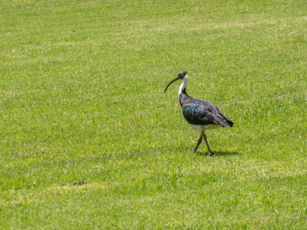 Stachel-Ibis - Threskiornis spinicollis