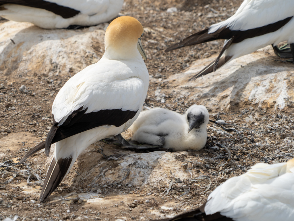Auf dem kargen Boden ziehen Vogelpaare ihre Jungen gross