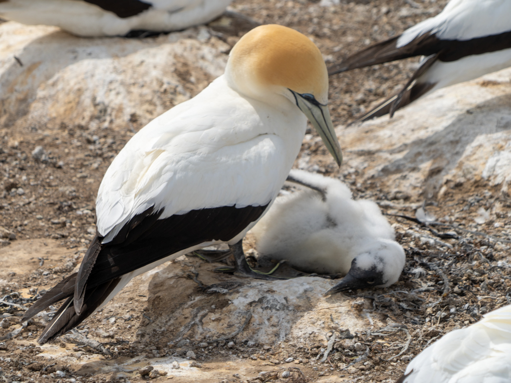 Auf dem kargen Boden ziehen Vogelpaare ihre Jungen gross