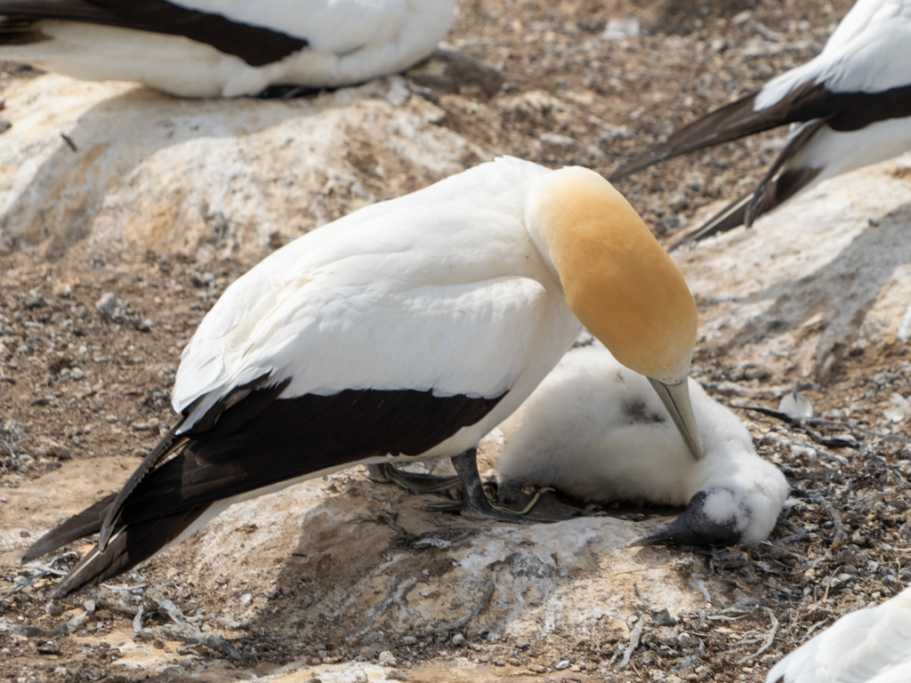 Auf dem kargen Boden ziehen Vogelpaare ihre Jungen gross