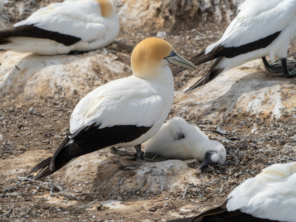 Auf dem kargen Boden ziehen Vogelpaare ihre Jungen gross