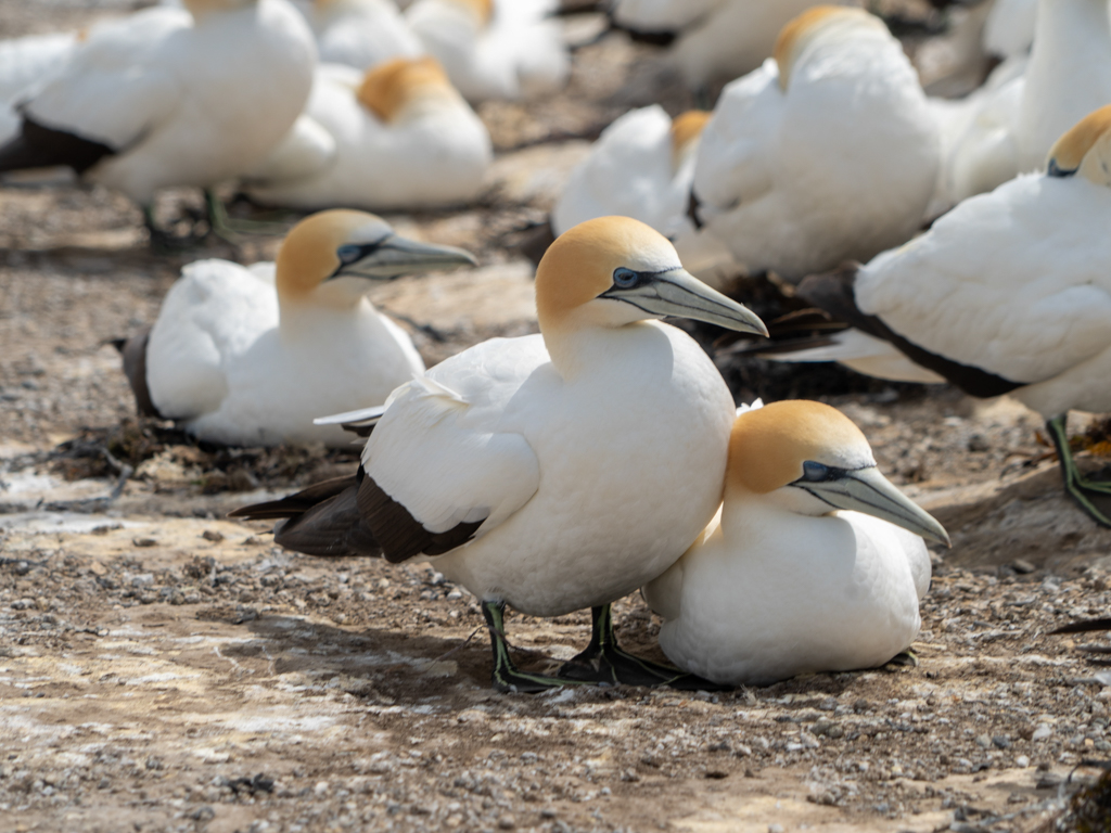 Vogelpaare hocken immer ganz nah beieinander