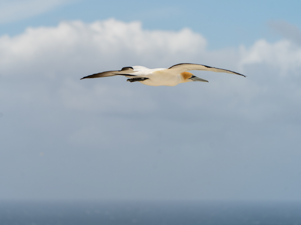 Auf gehts in die Lüfte um sich auf Futtersuche im Meer zu machen
