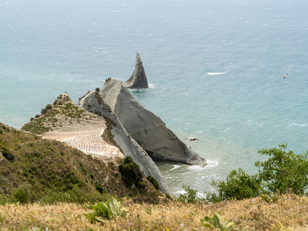 Auf dieser Spitze unten auf dem Plateau ist eine weitere Tölpel Kolonie zu sehen