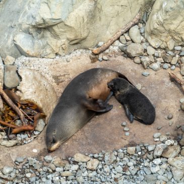 Von Picton nach Kaikoura, an die Seelöwen-Küste