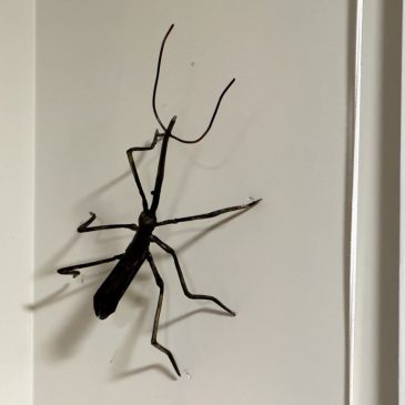 Stephans oder Mas Tag? Boxing Day!