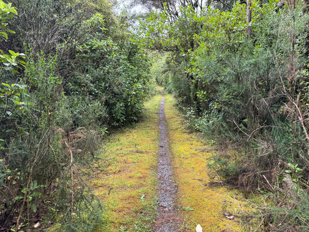 Spazierweg durch den verregneten Regenwald bei Kumara
