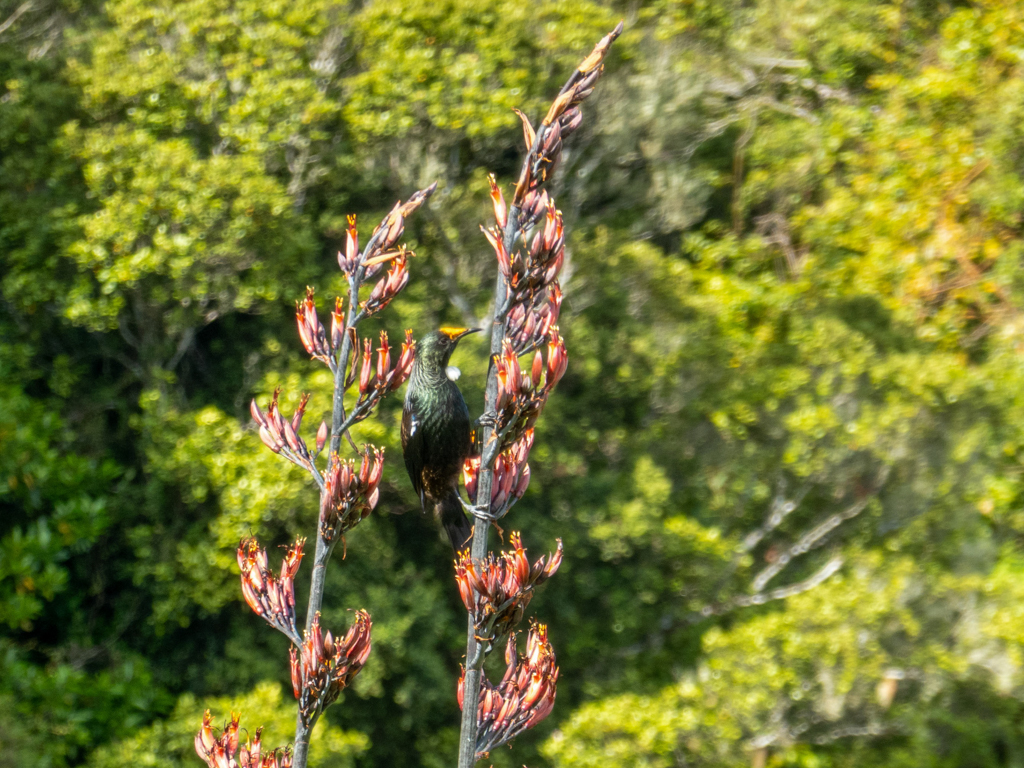 Ein Tui ist auf Futtersuche im neuseeländischen Flachs - Phormium tenax