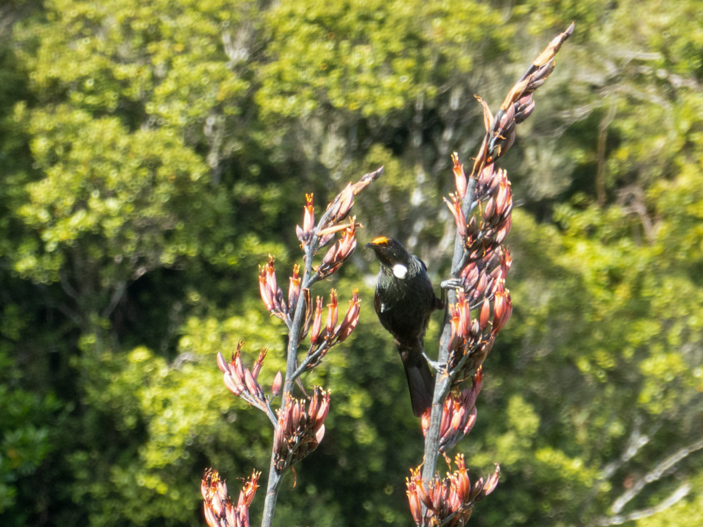 Ein Tui ist auf Futtersuche im neuseeländischen Flachs - Phormium tenax