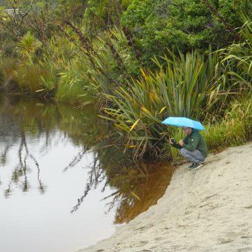 Fahrt entlang der Westküste nach Haast