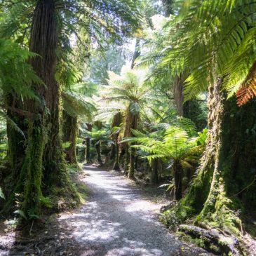 Über den Haast-Pass: Wetter- und Wasserscheide