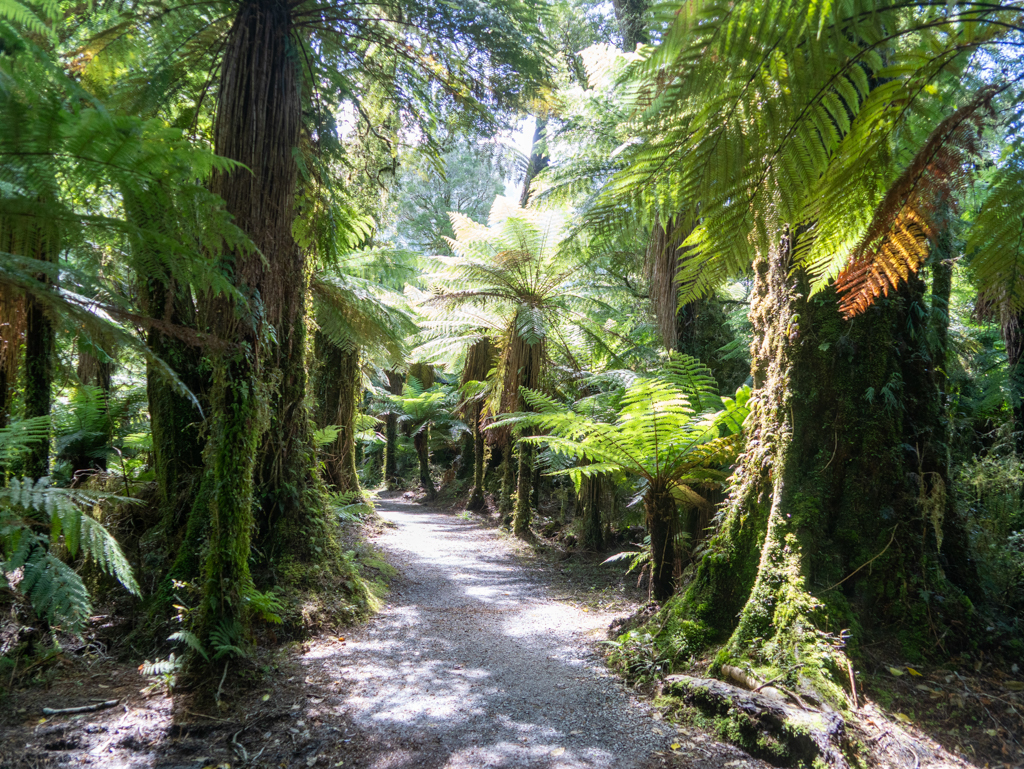 Auf dem Weg zu den Roaring Billy Falls, im wunderschönen Farn-Regenwald