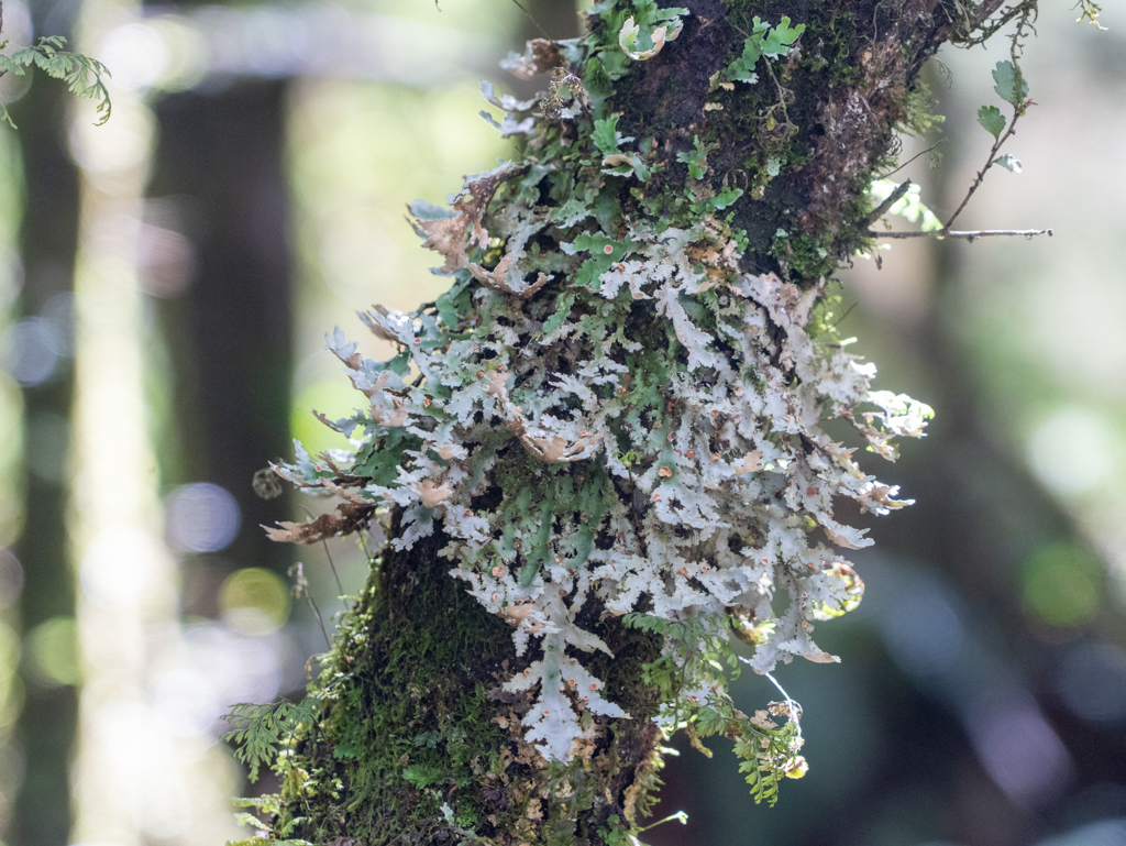 Speck Belly Flechte - Pseudocyphellaria