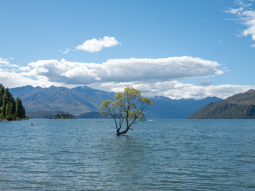 "That Wānaka Tree" im Lake Wānaka