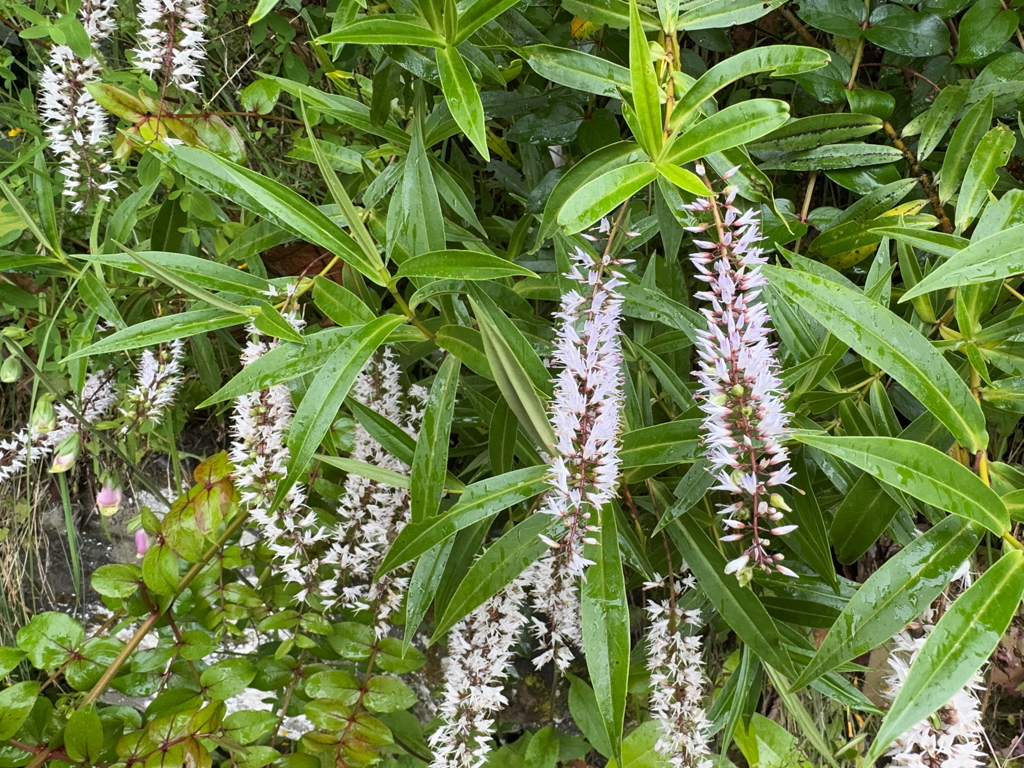 Neuseeländische Strauchveronika - Veronica salicifolia
