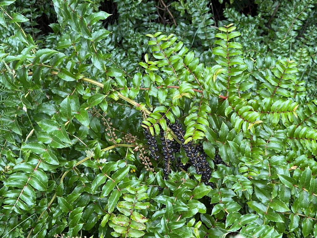 Eine giftige Tutu-Art - Coriaria sp.