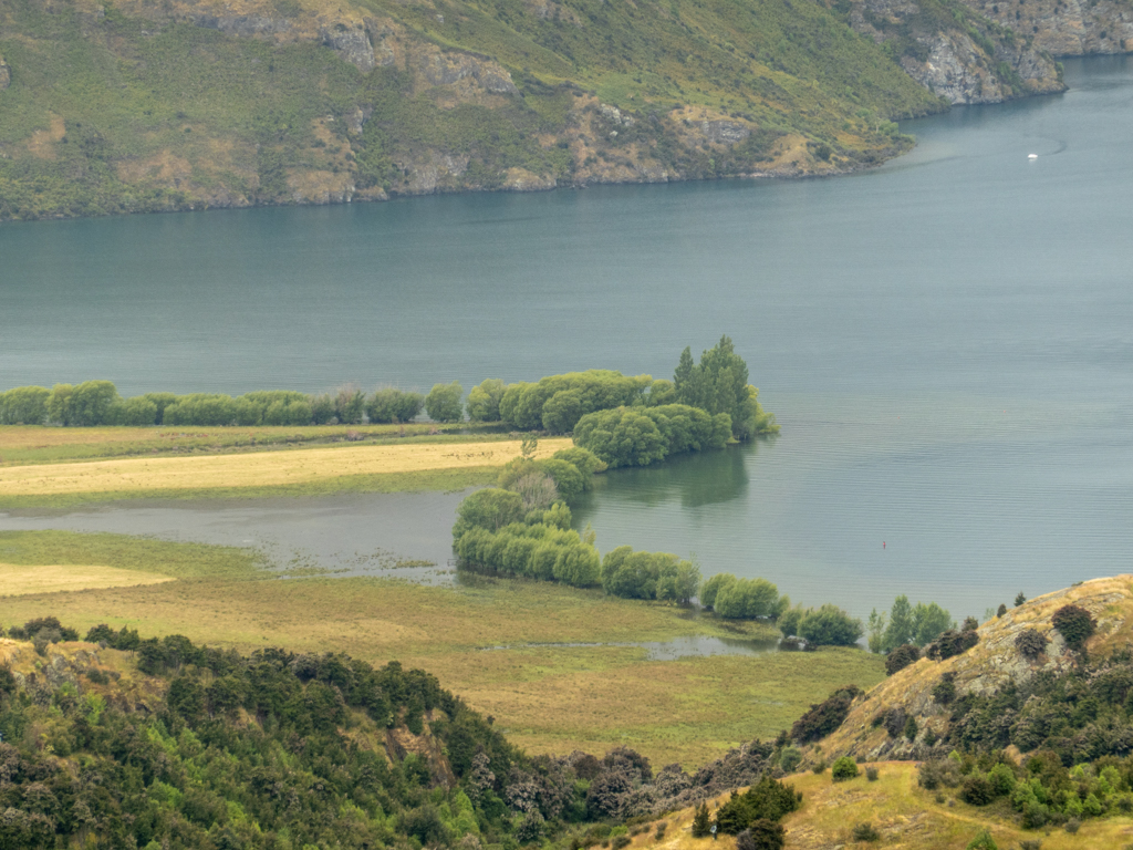 Auch hier stehen Bäume im Wasser des Lake Wanaka.