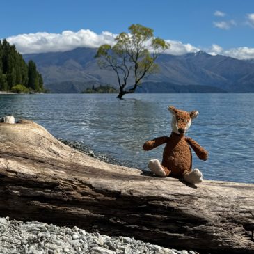 Alter Bekannter in Wanaka und Kiwi-Zeltstadt in Glendhu Bay