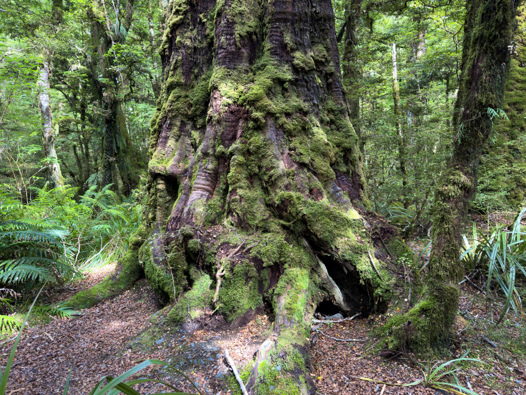 Auf dem Gunn Nature Walk unterwegs: Mächtige, grün bemooste Bäume