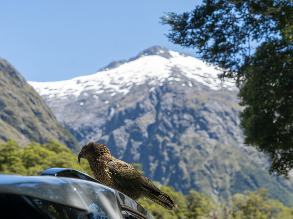 Ein vorwitziger Kea turnt auf einem Autodach umher