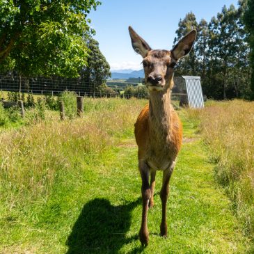Glenmonarch Farm-Tour mit Rosy als Star im Stadion…