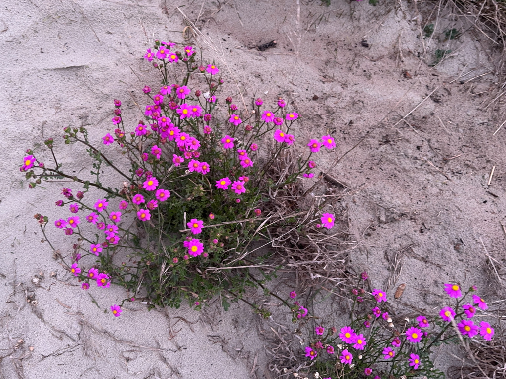Purpurrotes Greiskraut - Senecio elegans - stammt ursprünglich aus Südafrika