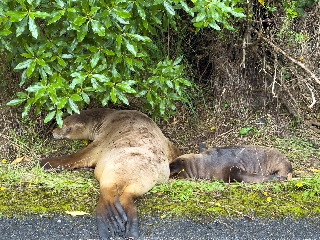 Achtung: Seelöwe mit Jungem am Strassenrand