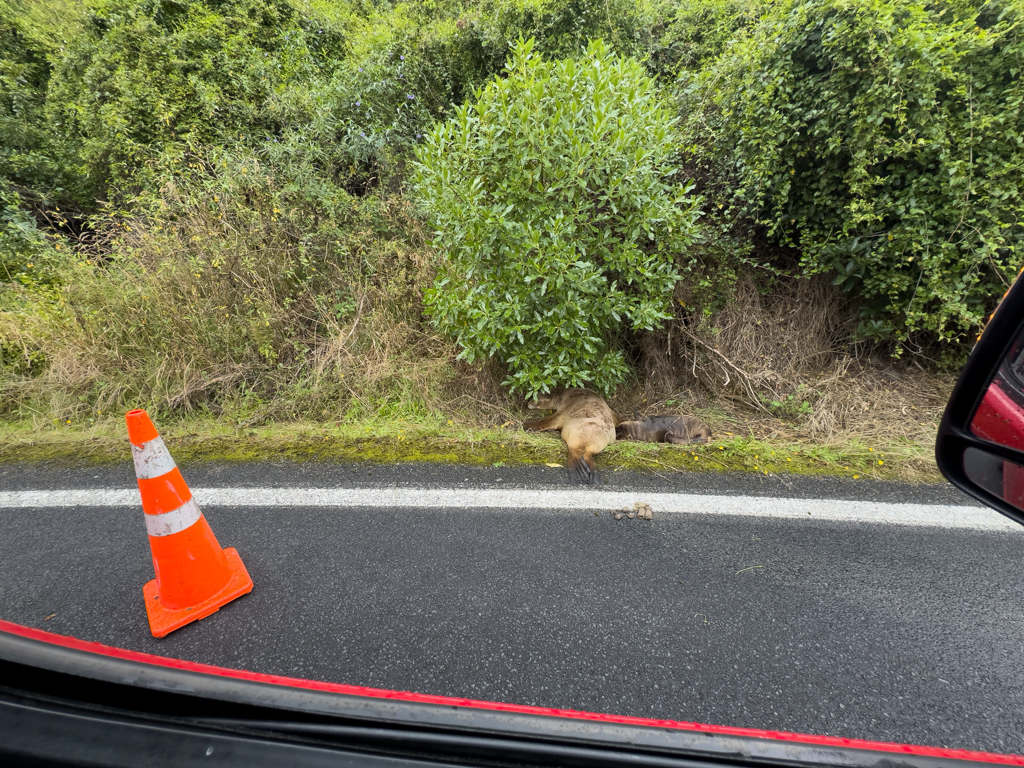 Achtung: Seelöwe mit Jungem am Strassenrand