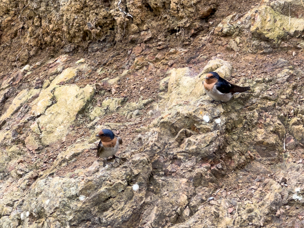 Das Schwalbenpaar wartet auf einen günstigen Moment um zum Nest im Unterstand zu kommen