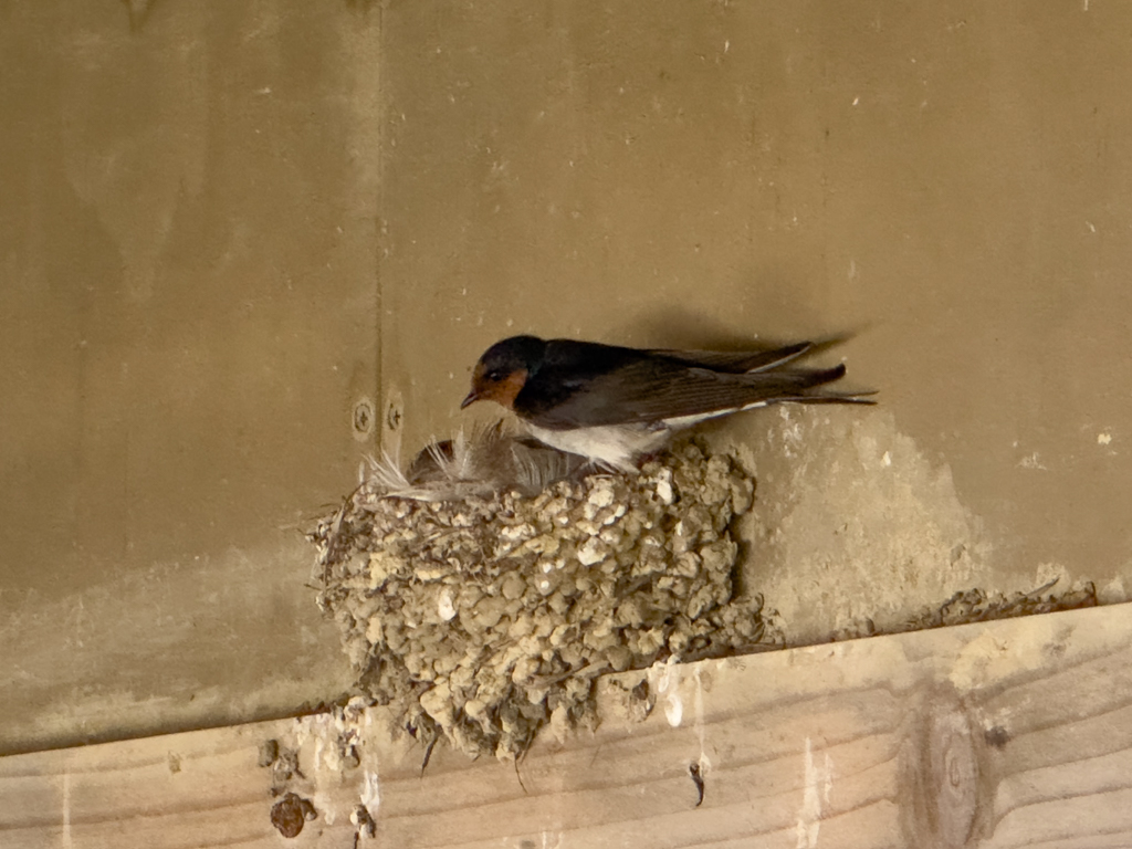 Geschafft, das Nest ist im Dachgibel der Beobachtungshütte