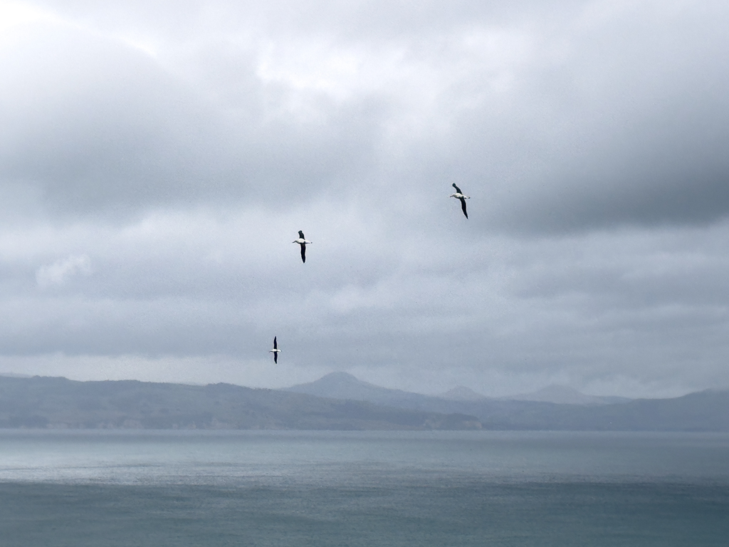 Wie in einer Steilkurve schweben diese drei Albatrosse im stürmischen Wind