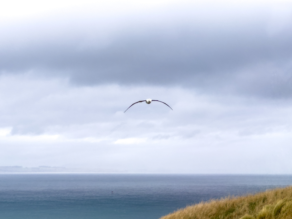 Die deutlich gebogenen Flügel tragen den Albatross weit im Wind