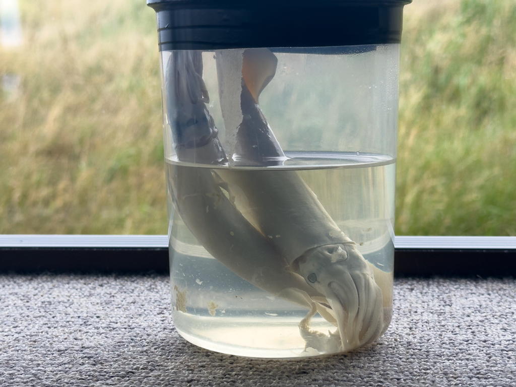 Kleine Tintenfische: Die bevorzugte Nahrung der Albatrosse