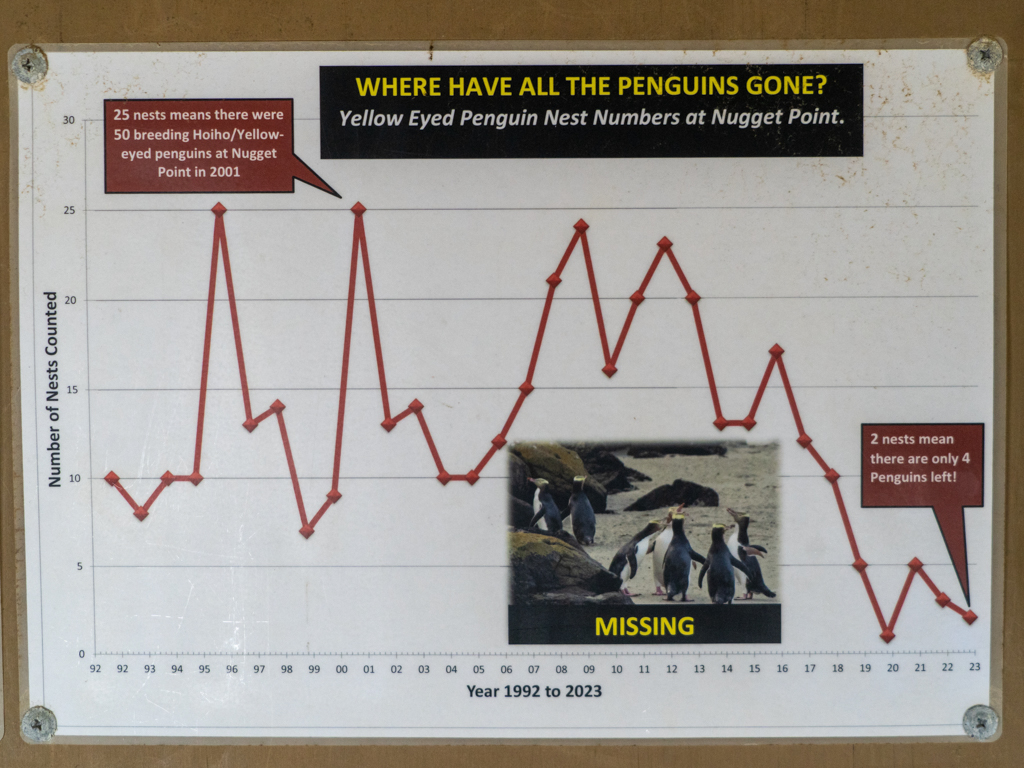 Fieberkurve: In 2001 gab es noch 25 Nester mit 50 Pinguinen, in 2023 nur noch 2 Nester mit 4 Pinguinen, in 2026 leider keine mehr....